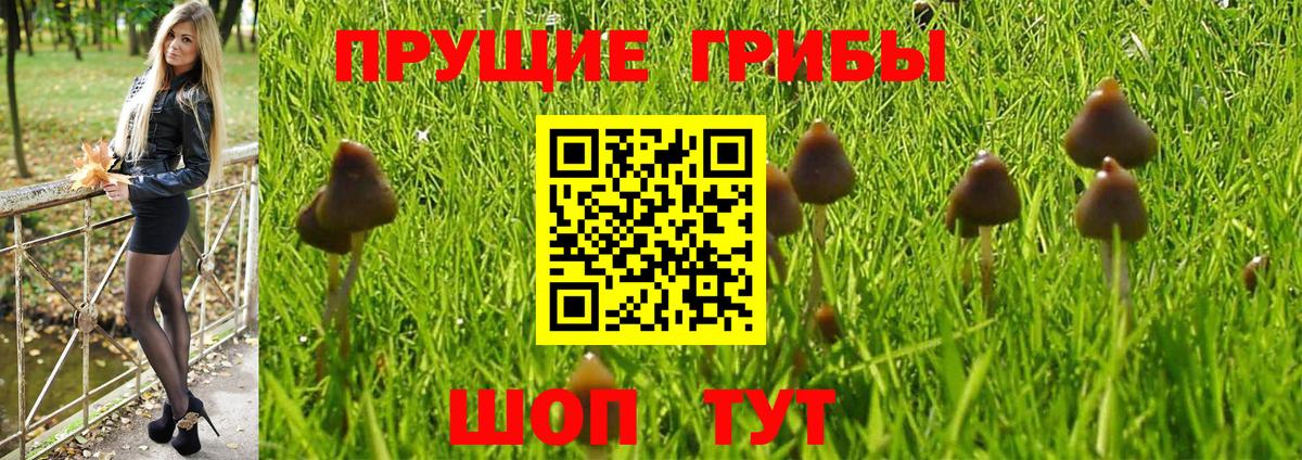 купить   Вход с VPN  Сертолово  Галлюциногенные грибы Cubensis 